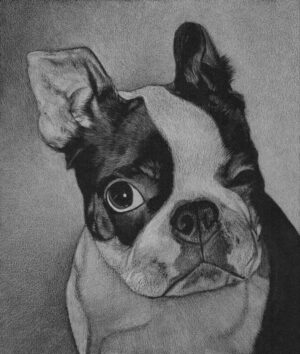 Black and white Boston Terrier is looking at the camera, winking with his left eye open. White coloured pencil drawing on black paper, with a white background. Fine art realistic coloured pencil portrait of a pet dog by Tamsin Dearing the artist, in Cornwall.