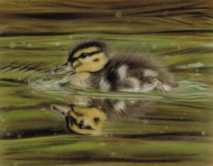 Realistic pastel portrait painting of a yellow and brown duckling. The duckling is fluffy and downy, swimming in the water with a mirror image of itself reflecting below. Fine art pastel drawing by Tamsin Dearing the Artist in Cornwall.