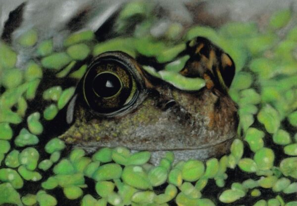 Realistic pastel portrait painting of a frog in a pond. The frog's head os poking out of the water and there is duck weed surrounding it and on it's head. Fine art pastel drawing by Tamsin Dearing the Artist in Cornwall.