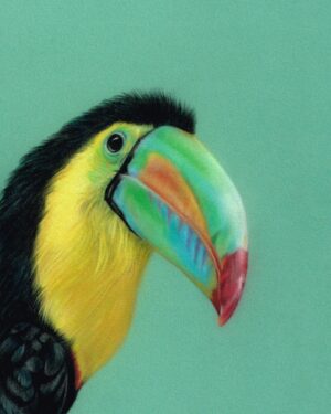 A brightly colourful and fun portrait of a Toucan against a green background. A realistic fine art study in pastel by Tamsin Dearing the Artist in Cornwall.